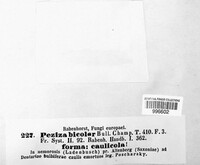 Capitotricha bicolor image